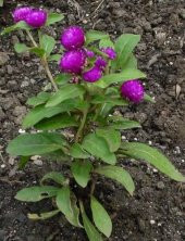 Nadir Medine Çiçeği Tohumu Ekim Seti 5 Tohum Çiçek Tohumu Saksı Toprak Kombin - 4