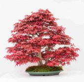Nadir İthal Bodur Flamingo Bonzai Ağacı Tohumu 5 Tohum Bonsai Tohumu - 4
