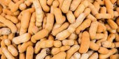 İthal Tropikal Demirhindi Sweet Tamarind Demir Hindi Meyvesi Tohumu 2 Tohum - 3
