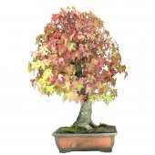 Nadir İthal Bodur Liquidambar Bonzai Ağacı Tohumu 5 Tohum Bonsai Tohumu - 1