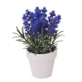 Nadir İthal Mis Kokulu İngiliz Lavanta Tohumu Ekim Seti Çiçek Tohumu 20 Tohum Saksı Toprak Kombin thumbnail 2