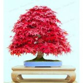 Nadir İthal Acer Negundo Bonzai Ağacı Tohumu Ekim Seti 5 Tohum Saksı Toprak Kombin thumbnail 4