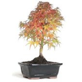 Nadir İthal Bodur Acer Platum Bonzai Ağacı Tohumu 5 Tohum Bonsai Tohumu - 4