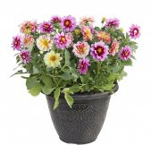 Nadir İthal Karışık Dahlia Çiçeği Tohumu Dinnerplate Çiçek Tohumu 5 Tohum - 1