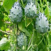 İthal Nadir Kiwano Tohumu Ekim Seti Kivano Meyvesi Tohumu 5 Tohum Saksı Toprak Kombin - 4