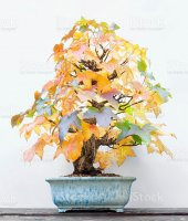 Nadir İthal Bodur Liquidambar Bonzai Ağacı Tohumu 5 Tohum Bonsai Tohumu - 2