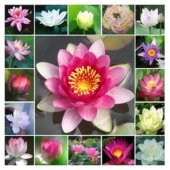 Nadir İthal Lotus Tohumu 20 Tohum Lotus Çiçeği Tohumu Nilüfer Tohumu Su Zambağı Tohumu Zambak Tohumu - 2