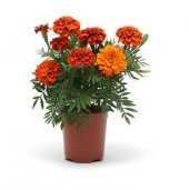 Karagöz Çiçeği Tohumu Ekim Seti 5 Tohum Çiçek Tohumu Saksı Toprak Kombin - 1