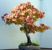 Nadir İthal Bodur Liquidambar Bonzai Ağacı Tohumu 5 Tohum Bonsai Tohumu - 3