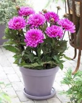 Nadir İthal Karışık Dahlia Çiçeği Tohumu Dinnerplate Çiçek Tohumu 5 Tohum - 2