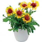 Nadir İthal Gayardia Çiçeği Tohumu Çiçek Tohumu 5 Tohum - 1