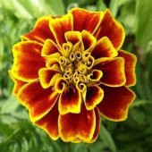 Karagöz Çiçeği Tohumu Ekim Seti 5 Tohum Çiçek Tohumu Saksı Toprak Kombin - 2