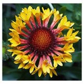 Nadir İthal Gayardia Çiçeği Tohumu Çiçek Tohumu 5 Tohum - 2