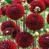 Nadir İthal Karışık Dahlia Çiçeği Tohumu Dinnerplate Çiçek Tohumu 5 Tohum - 5