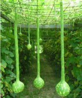 Nadir İthal Uzun Su Kabağı Tohumu 4 Tohum Kabak Tohumu - 1