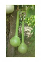 Nadir İthal Uzun Su Kabağı Tohumu 4 Tohum Kabak Tohumu - 2