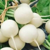 Süper Paket 1000 Tohum Nadir Beyaz Turp Tohumu thumbnail 2