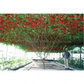 Nadir İtalyan Domates Ağacı Tohumu Ekim Seti Domates Tohumu 5 Tohum Saksı Toprak Kombin thumbnail 2