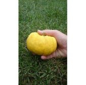 Nadir İthal Mini Sarı Kabak Tohumu 5 Tohum thumbnail 2