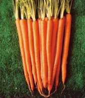 Havuç Tohumu Ekim Seti 100 Tohum Saksı Toprak Kombin thumbnail 2