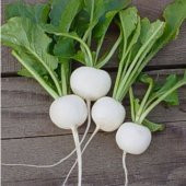 Eko Paket 500 Tohum Nadir Beyaz Turp Tohumu - 3