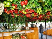 Nadir İtalyan Domates Ağacı Tohumu Ekim Seti Domates Tohumu 5 Tohum Saksı Toprak Kombin thumbnail 4