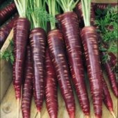 Meşhur Mor Havuç Tohumu Ekim Seti 100 Tohum Şalgam Havucu Tohumu Saksı Toprak Kombin - 3