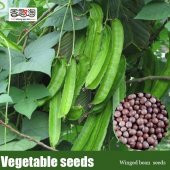 Nadir Kanatlı Fasulye Tohumu Ekim Seti 3 Tohum Fasülye Tohumu Saksı Toprak Kombin - 3