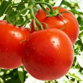 Süper Paket 150 Tohum Meşhur Erkenci Falkon Domates Tohumu - 2