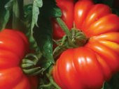 Nadir Dev İtalyan Pileli Domates Tohumu 5 Tohum Antik Domates - 3