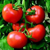 Meşhur Bol Verim Erkenci Falkon Domates Tohumu 10 Tohum - 4