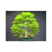 Nadir İThal Bodur Redwood Bonzai Ağacı Tohumu Ekim Seti 5 Tohum Saksı Toprak Kombin - 1