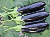 Eko Paket 150 Tohum Kemer Patlıcan Tohumu Kemer Patlıcanı Tohumu thumbnail 4