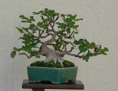 Nadir İthal Bodur Hambeles Bonzai Ağacı Tohumu 5 Tohum Bonsai Tohumu - 3