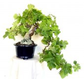 Nadir İthal Bodur Sarı Üzüm Bonzai Ağacı Tohumu 5 Tohum Bonsai Tohumu - 1