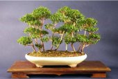 Nadir İthal Bodur Hambeles Bonzai Ağacı Tohumu 5 Tohum Bonsai Tohumu - 4
