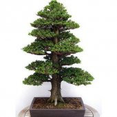 Nadir İthal Bodur Lübnan Sediri Bonzai Ağacı Tohumu 5 Tohum Bonsai Tohumu - 1