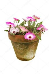 Mesembriantemo Çiçeği Tohumu Ekim Seti 5 Tohum Çiçek Tohumu Saksı Toprak Kombin thumbnail 1