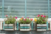 İthal Portulaca Çiçeği Tohumu 5 Tohum Çiçek Tohumu - 3