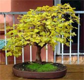 Nadir İthal Bodur Sarı Üzüm Bonzai Ağacı Tohumu 5 Tohum Bonsai Tohumu - 2