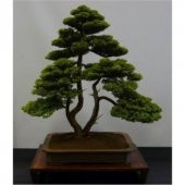 Nadir İthal Bodur Lübnan Sediri Bonzai Ağacı Tohumu 5 Tohum Bonsai Tohumu - 2