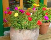 İthal Portulaca Çiçeği Tohumu 5 Tohum Çiçek Tohumu - 4