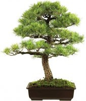 Nadir İthal Bodur Supressus Bonzai Ağacı Tohumu 5 Tohum Bonsai Tohumu - 1