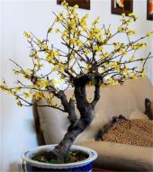 Nadir İthal Bodur Sarı Üzüm Bonzai Ağacı Tohumu 5 Tohum Bonsai Tohumu - 3