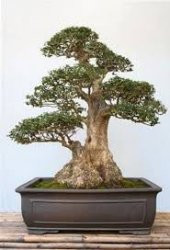Nadir İthal Bodur Lübnan Sediri Bonzai Ağacı Tohumu 5 Tohum Bonsai Tohumu - 4