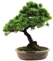 Nadir İthal Bodur Supressus Bonzai Ağacı Tohumu 5 Tohum Bonsai Tohumu - 2