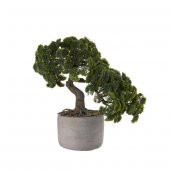 Nadir İthal Bodur Supressus Bonzai Ağacı Tohumu 5 Tohum Bonsai Tohumu - 3