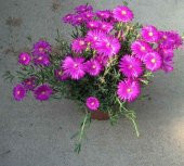 Mesembriantemo Çiçeği Tohumu Ekim Seti 5 Tohum Çiçek Tohumu Saksı Toprak Kombin thumbnail 4