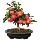 Nadir İthal Elma Bonzai Ağacı Tohumu 3 Tohum Bonsai Tohumu - 1