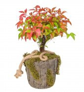 Nadir İthal Bodur Cennet Bonzai Ağacı Tohumu Ekim Seti 5 Tohum Saksı Toprak Kombin thumbnail 2